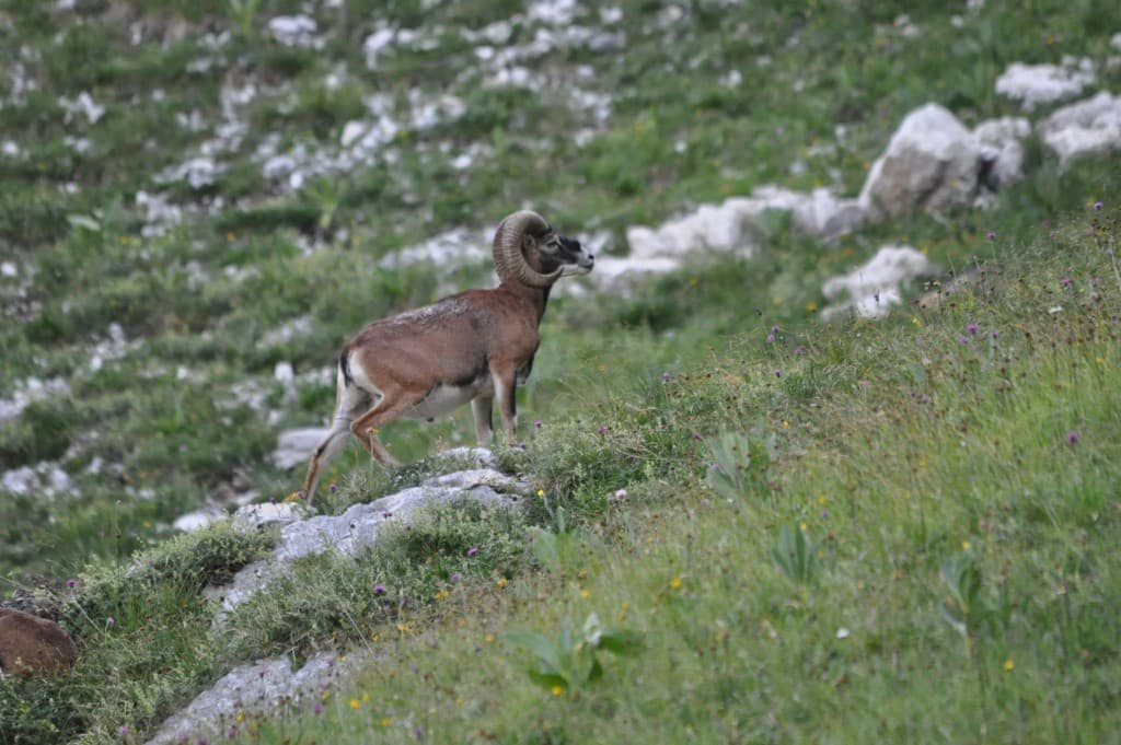 Mouflons en Chartreuse. MG
