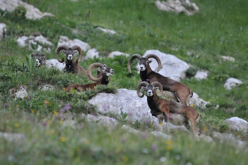Mouflons en Chartreuse.