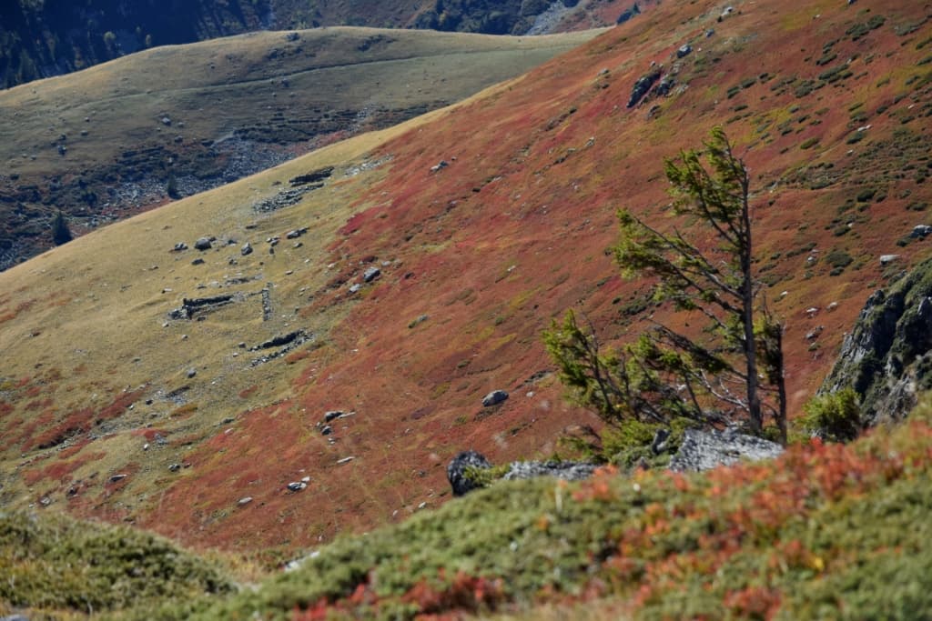 Myrtilliers et pin penseur