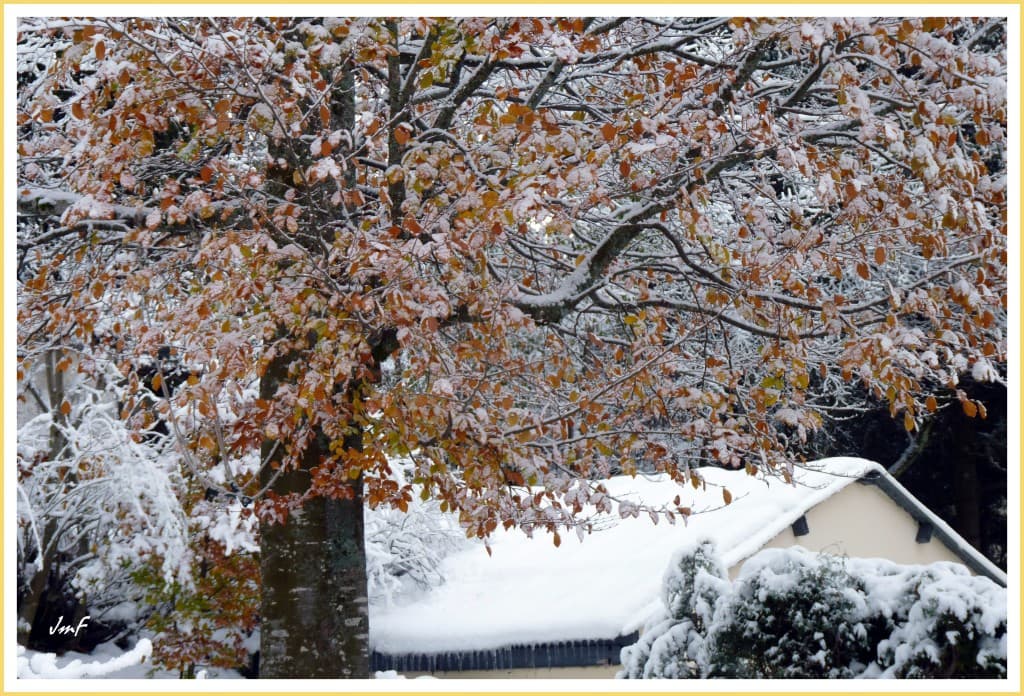 neige fraîche