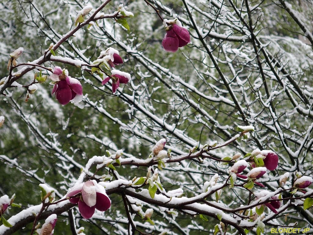Neige sur Meylan