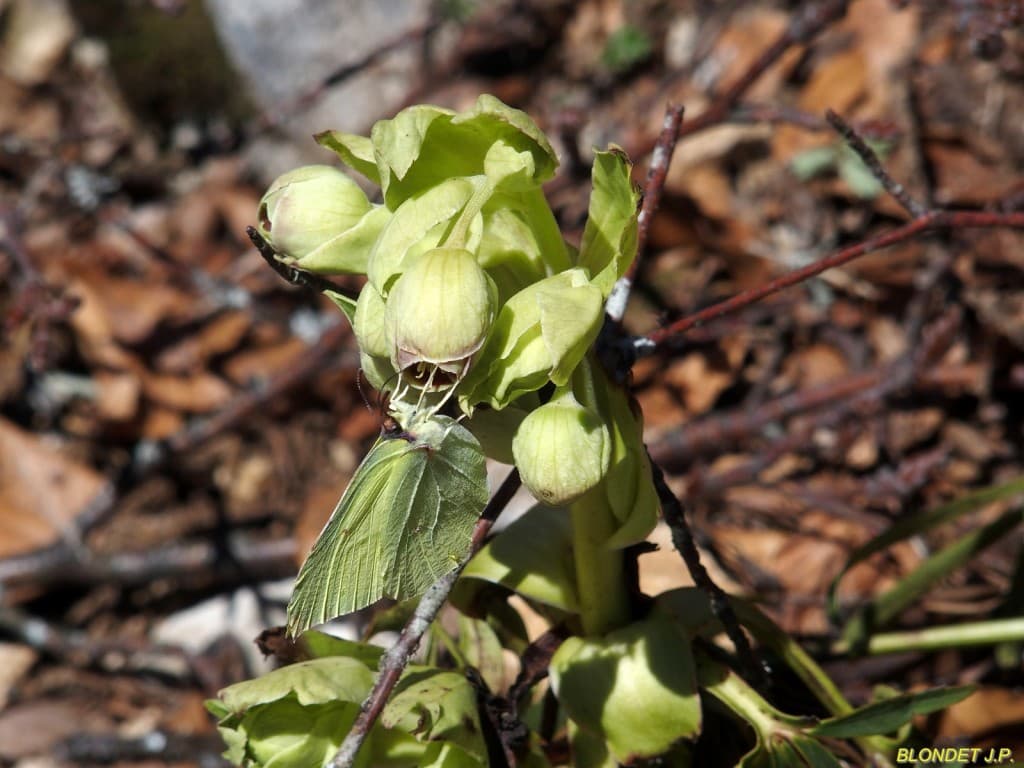 Premier papillon en montant à la Molière