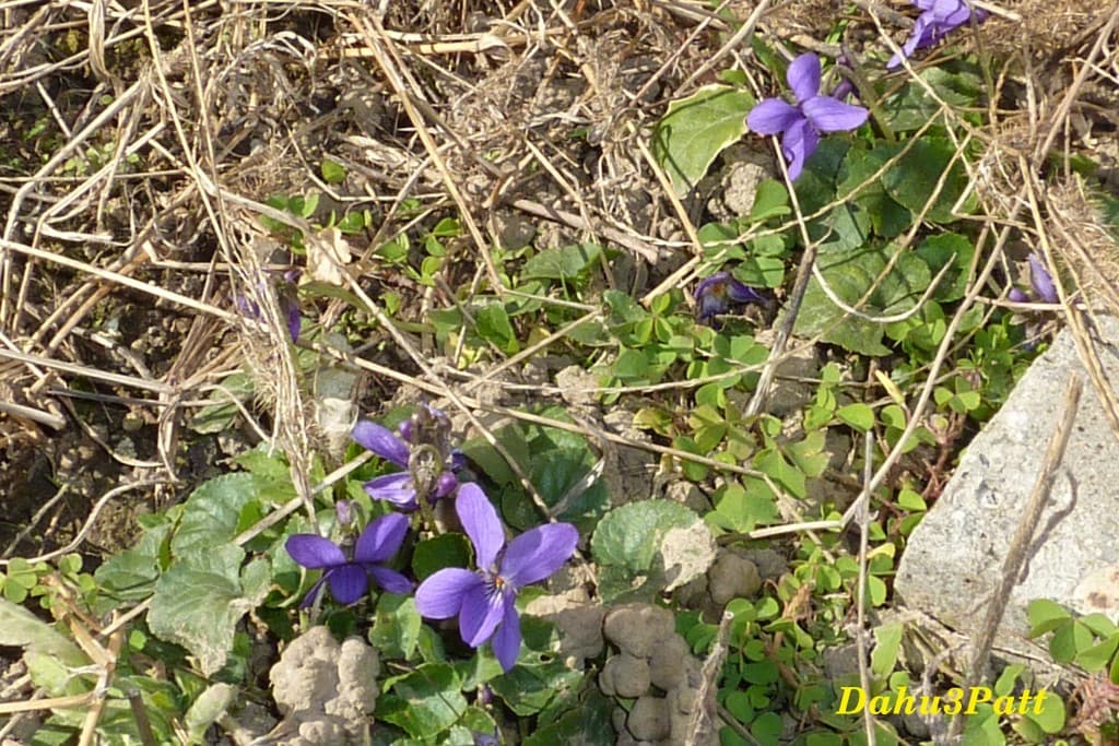 Premières Violettes
