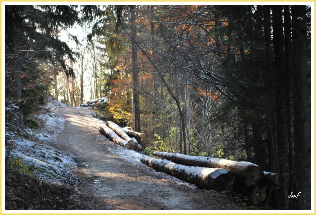 promenade en sous bois
