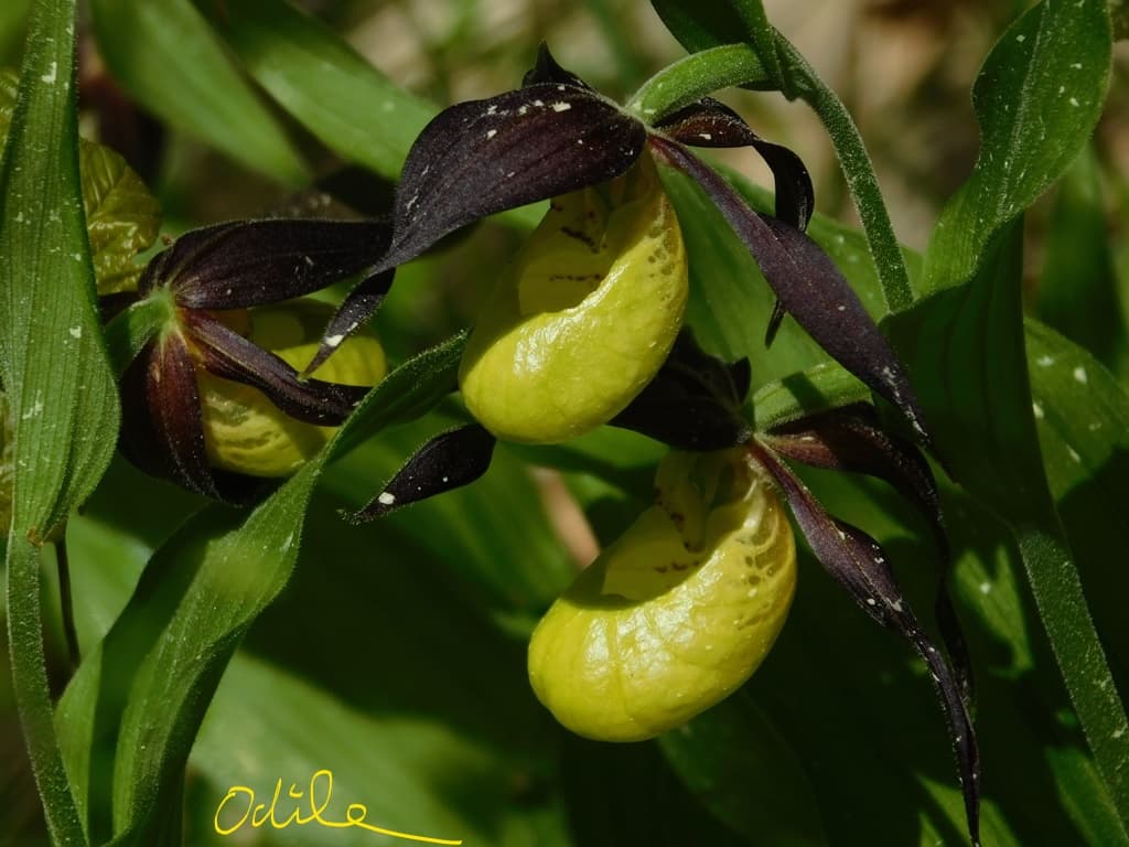 Sabot-de-Vénus