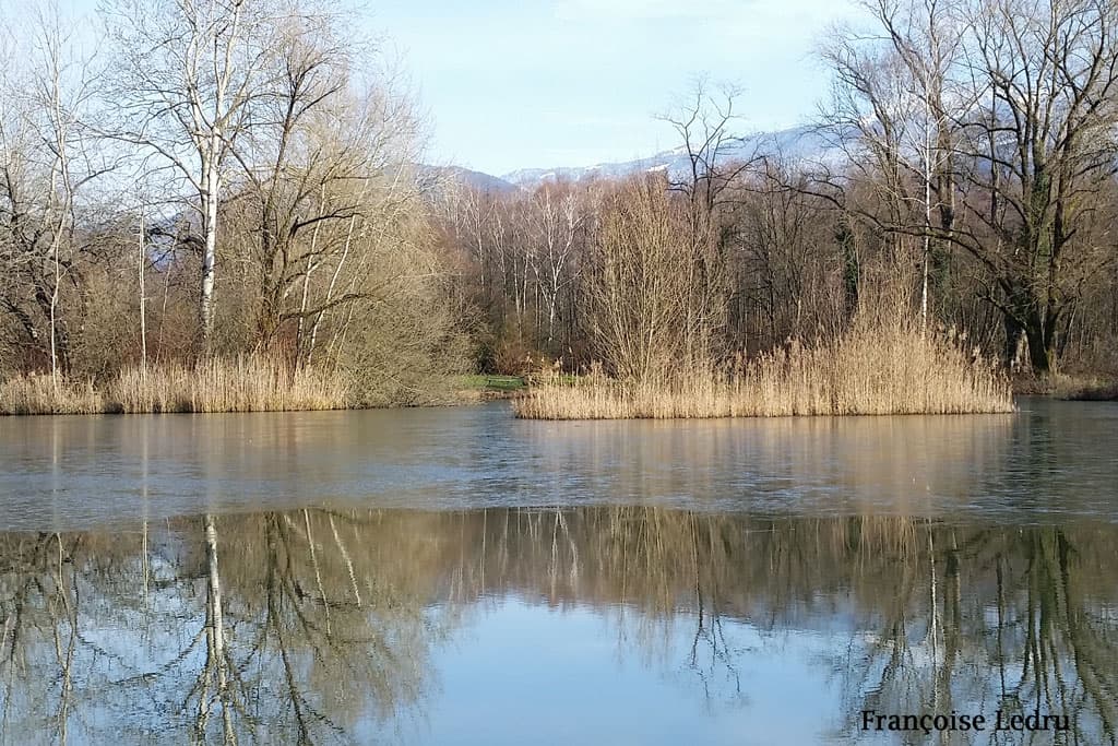 Etang de Montfort partiellement gelé