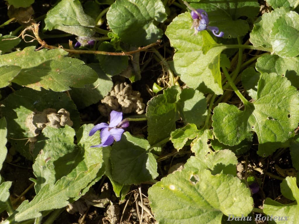 Premières violettes