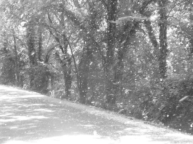 neige des peupliers