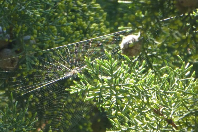 les haubans de l'araignée dans un cyprès