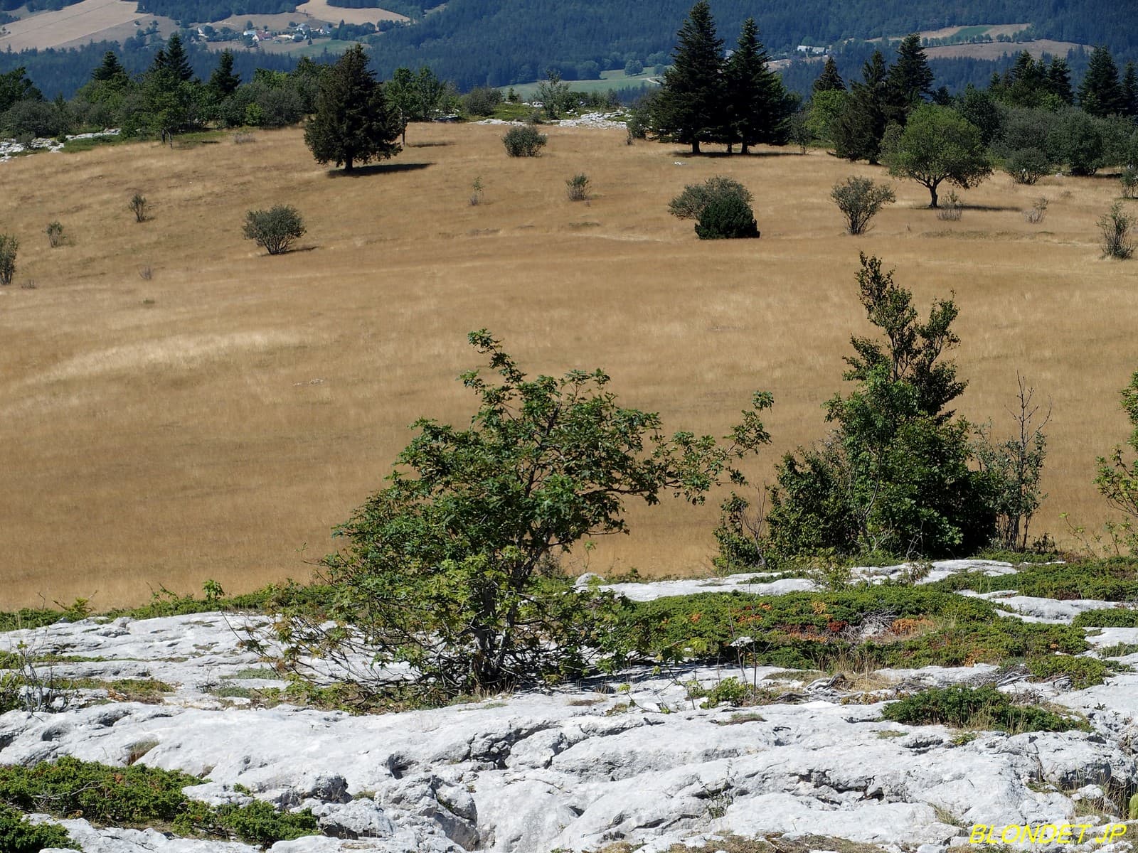 Sécheresse au plateau des Ramées