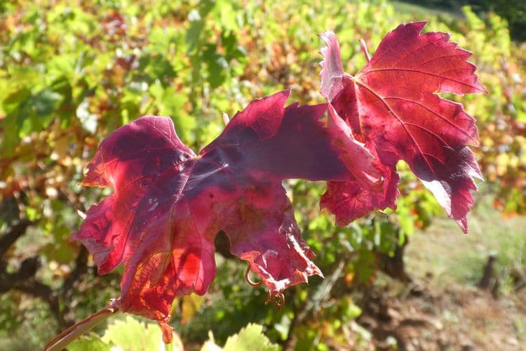 rouge carmin