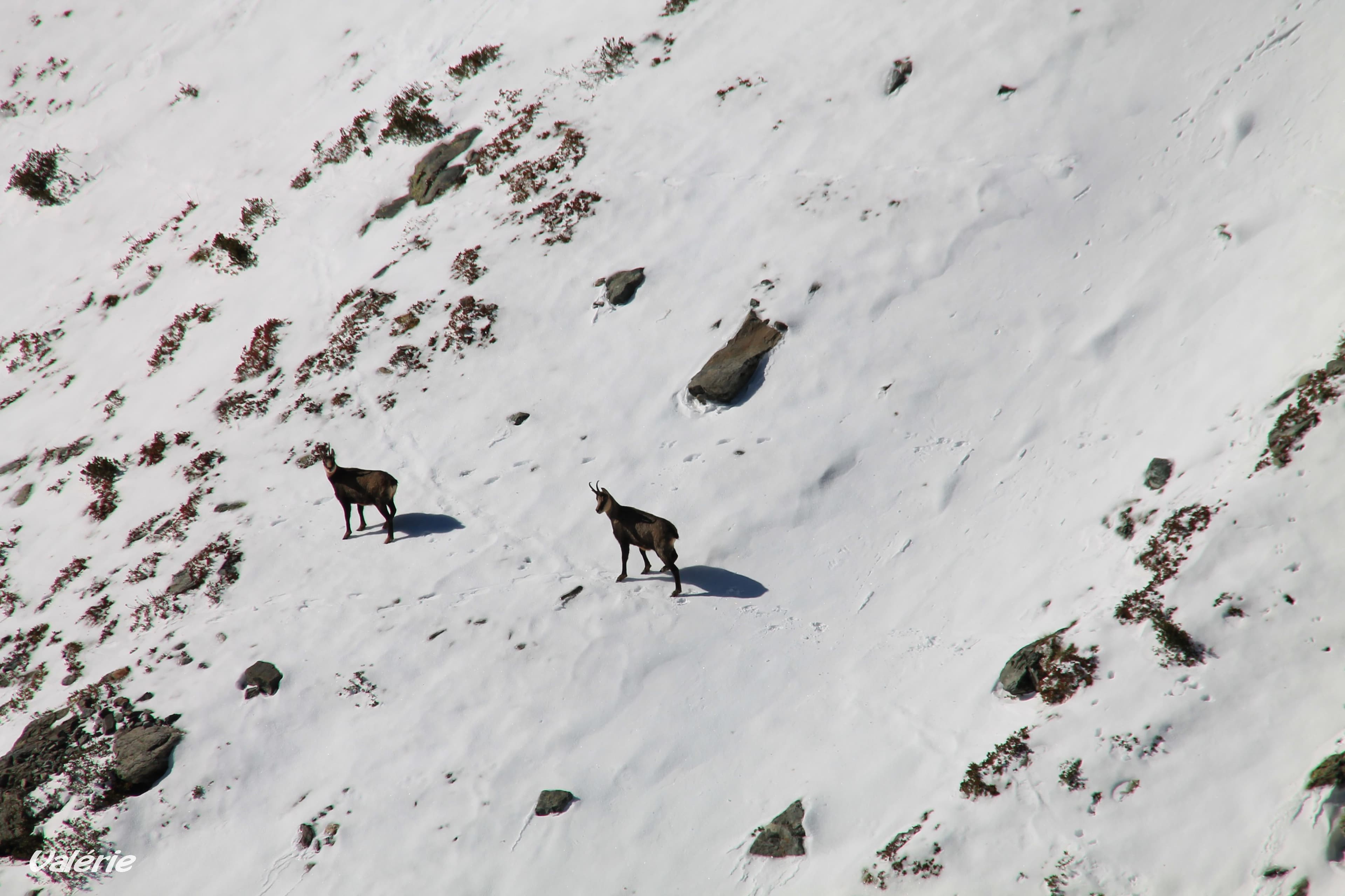 Chamois