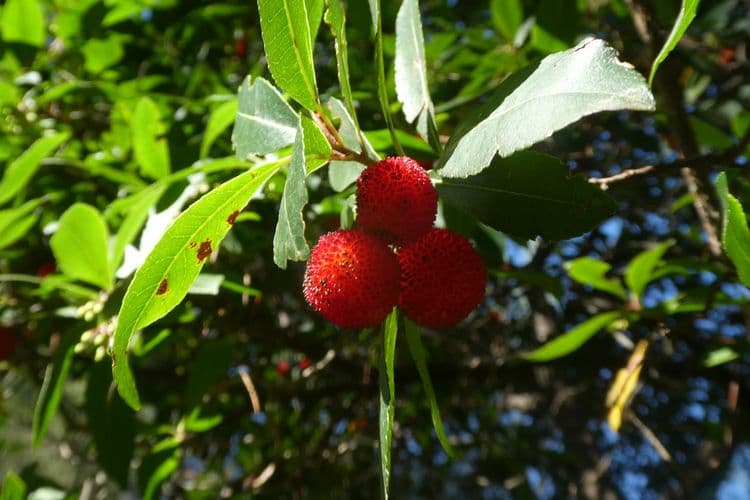 l'arbre aux fraises