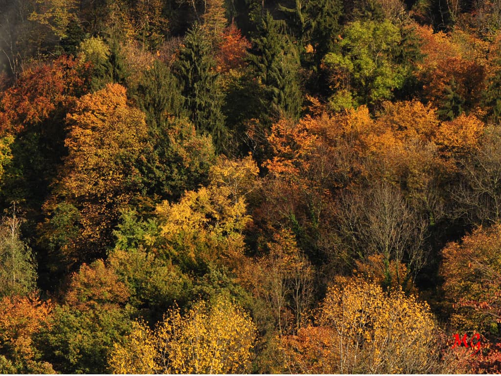 Bauté des feuillages d'automne !!!