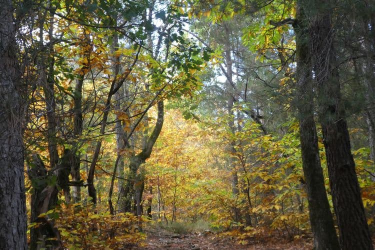 bois de châtaigniers