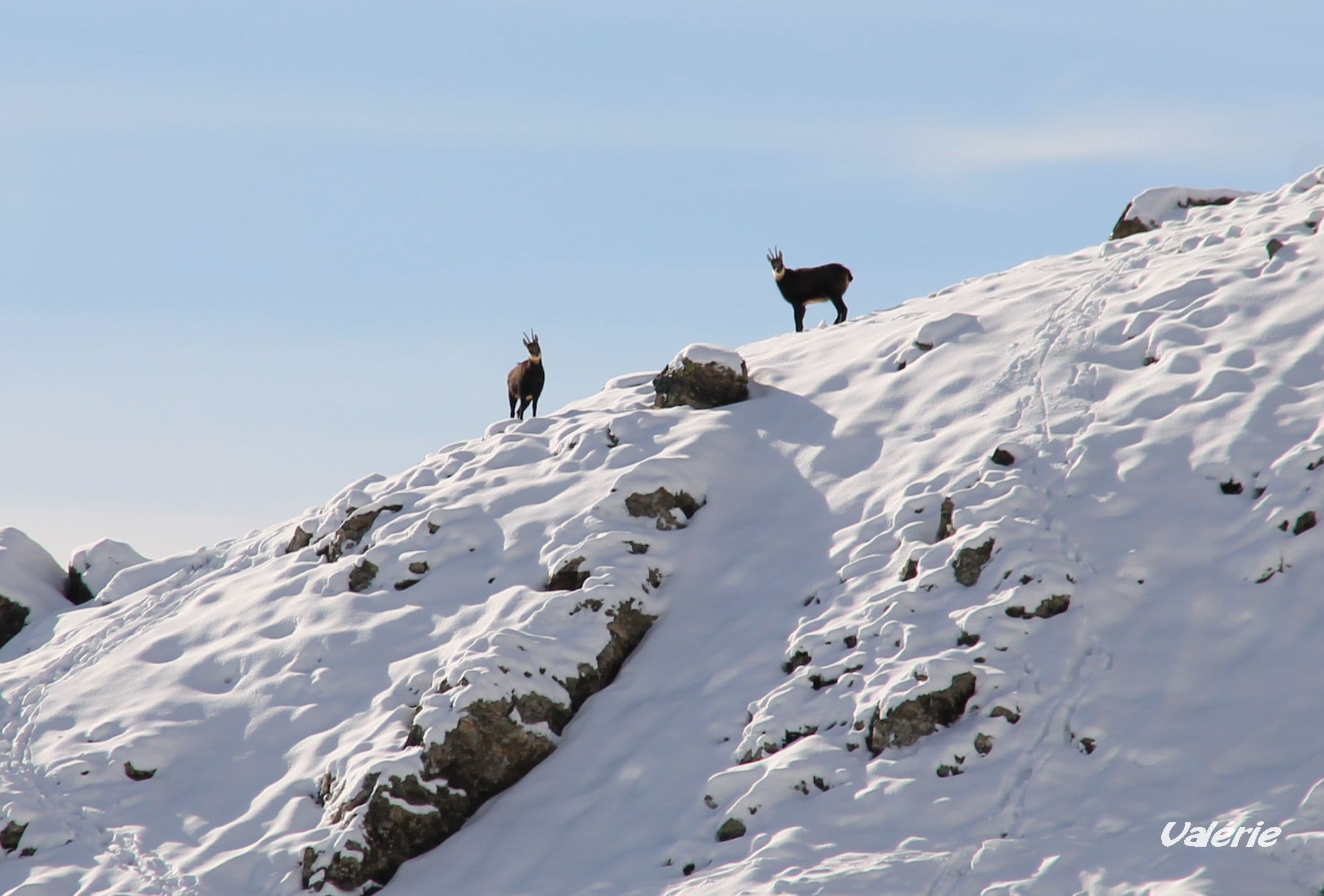 Chamois