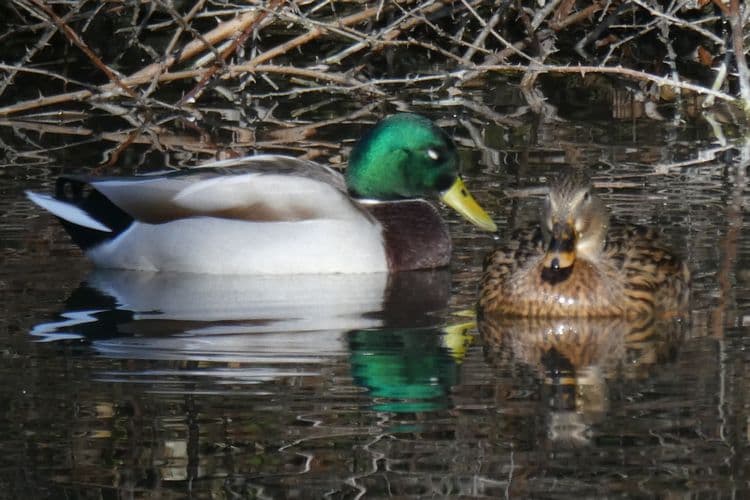 couple de colverts et leur reflet