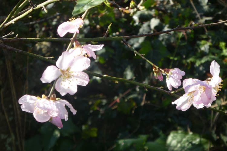 fleurs roses d'amandier trempées de pluie