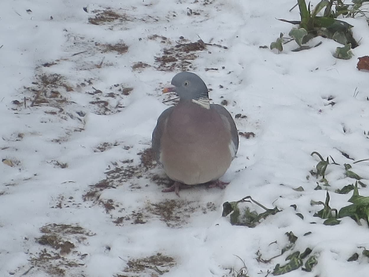 Pigeon ramier dans la neige