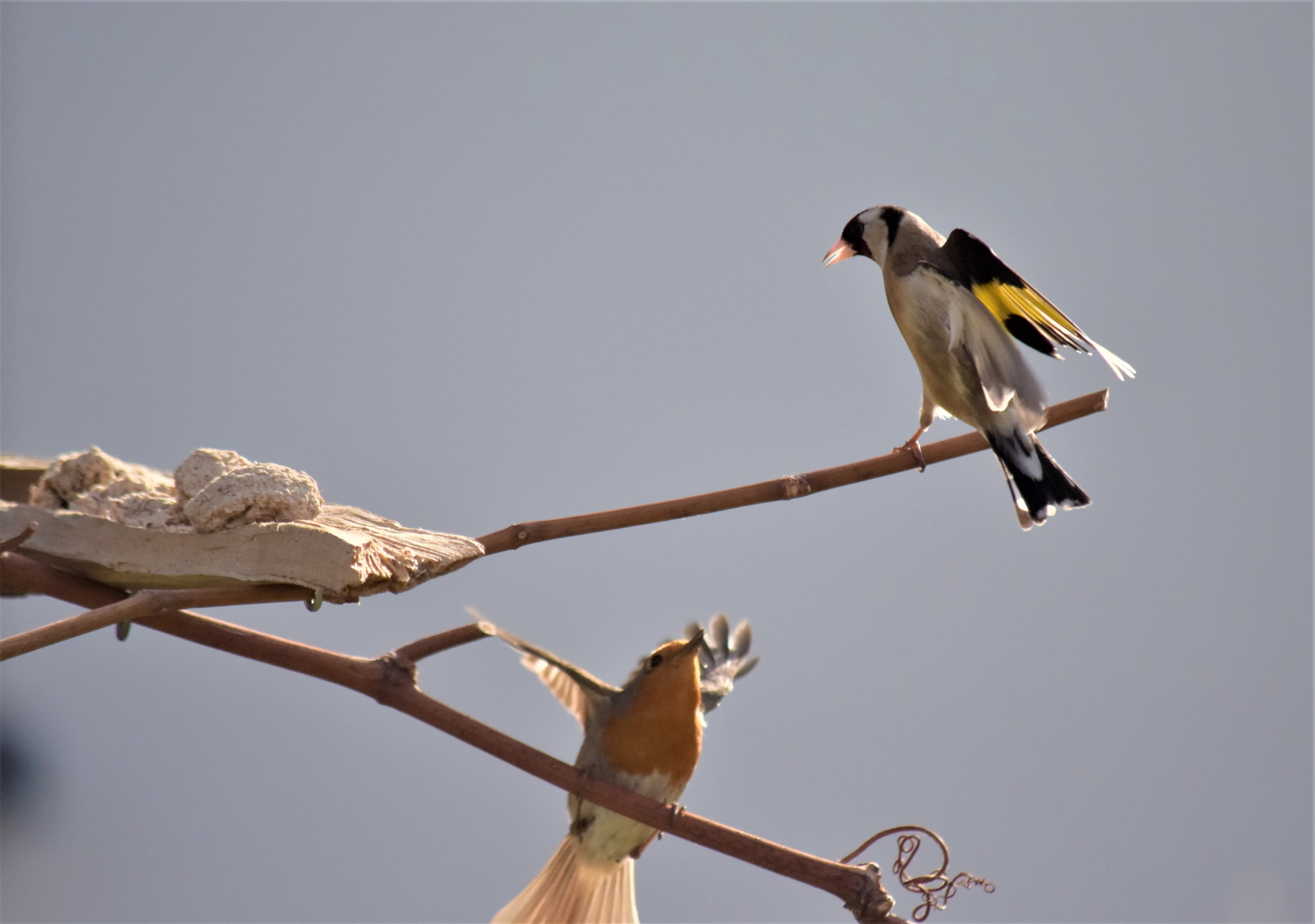 Altercation à la mangeoire: rouge-gorge et chardonneret
