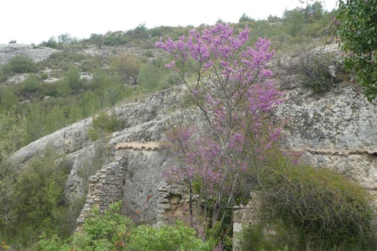 Arbre de judée au milieu des ruines troglodytes