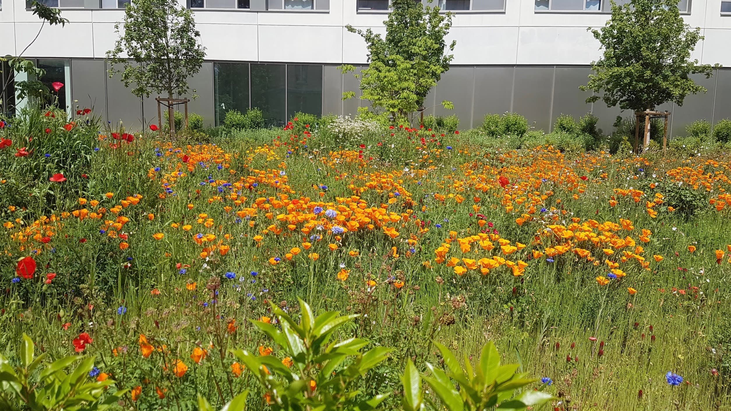 prairie fleurie en ville