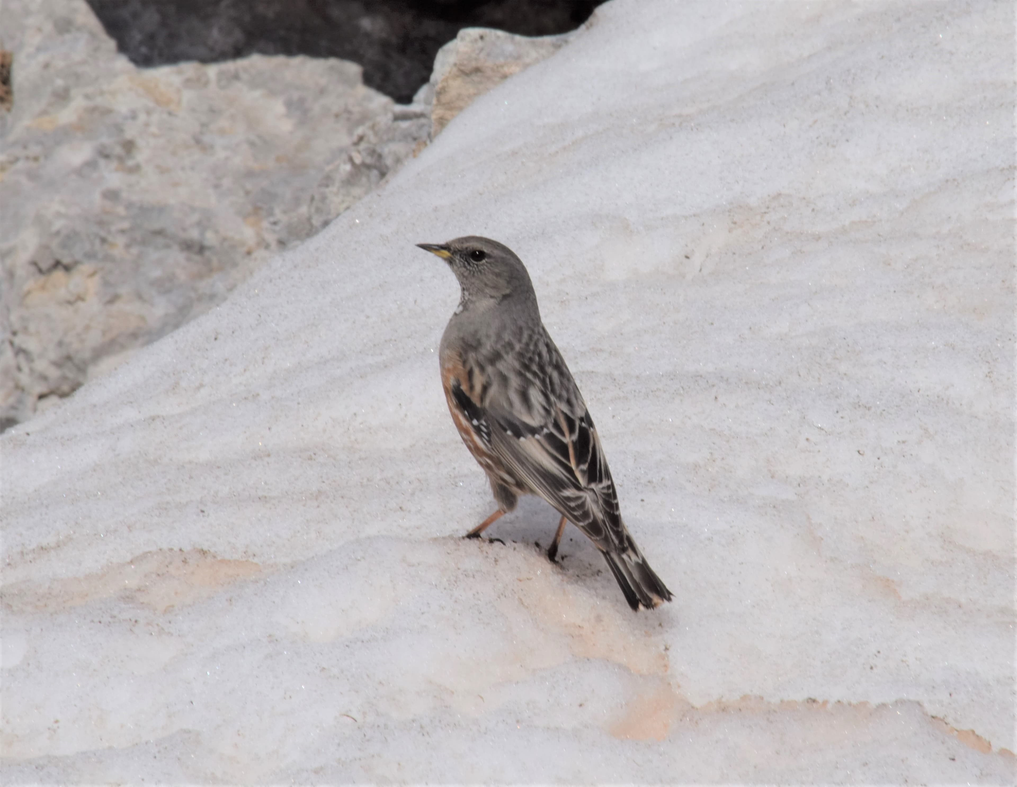 Accenteur alpin
