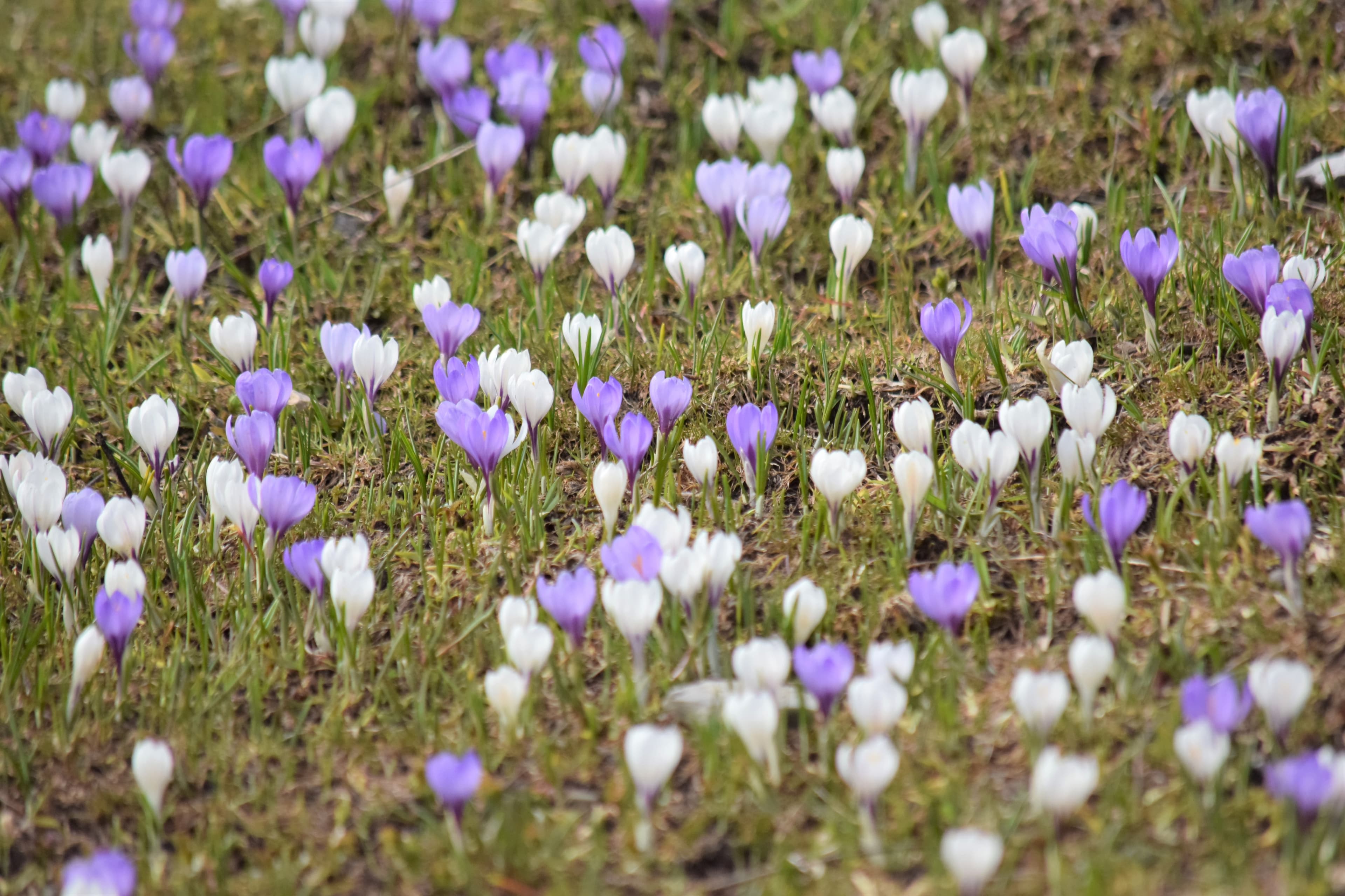 Crocus