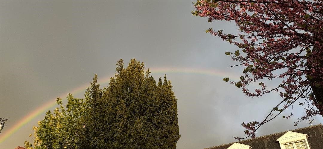 Arc en ciel au dessus des arbres