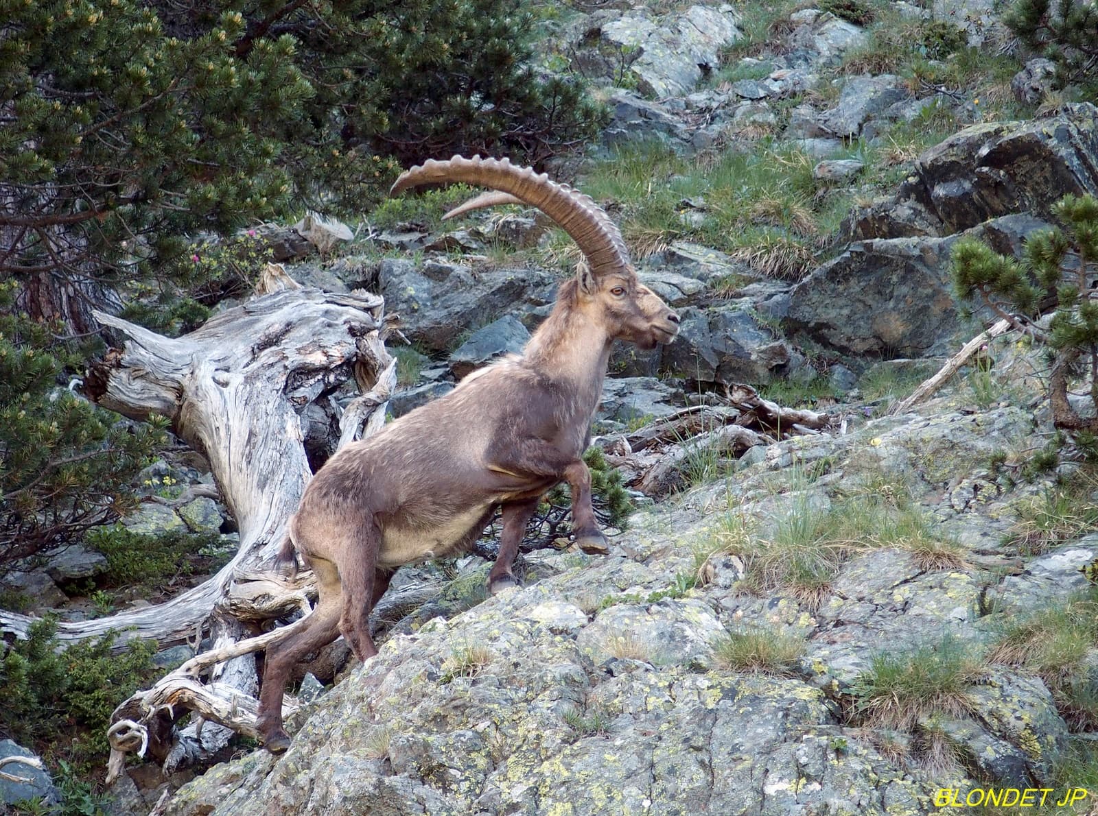 Bouquetin de Belledonne