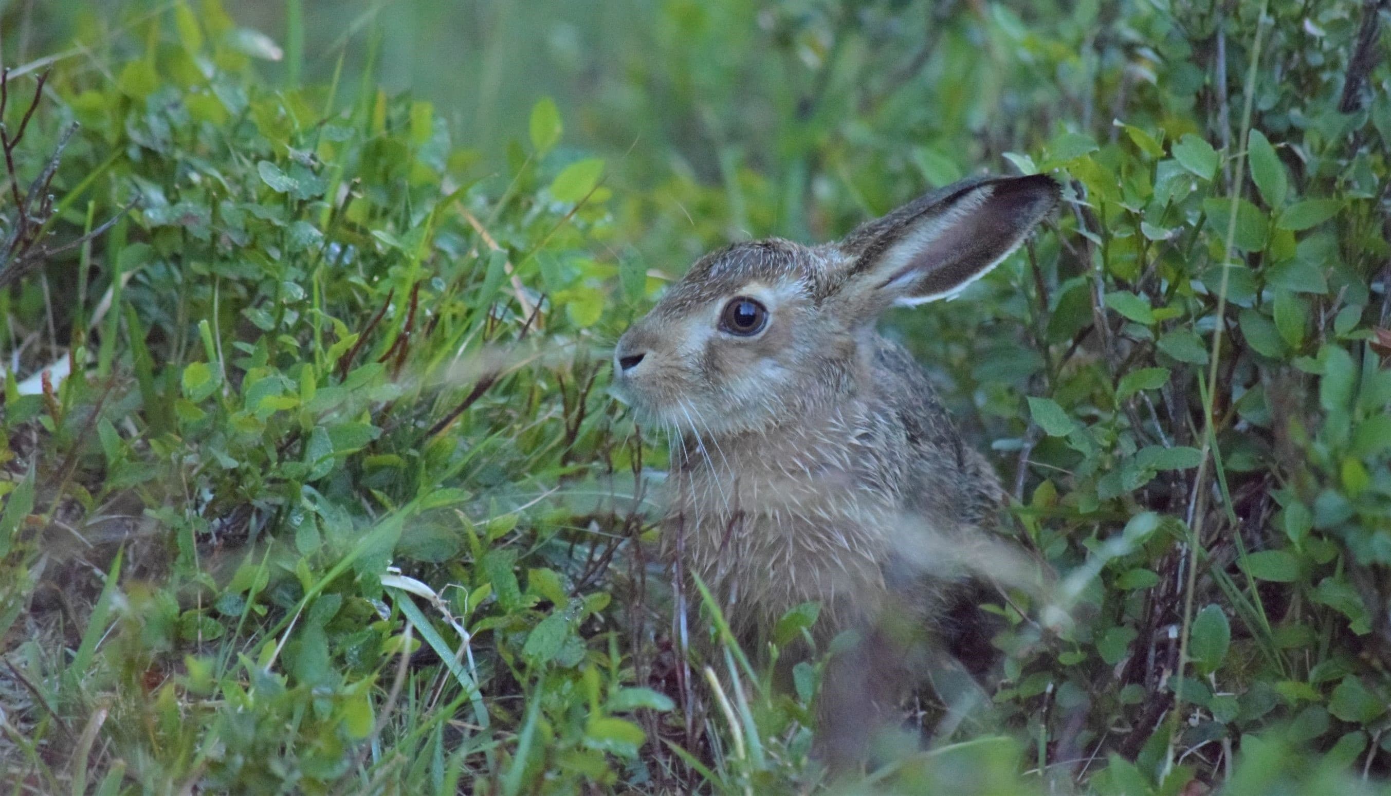 Lapin mouillé de rosée. Chasse ....photographique. Il court encore.