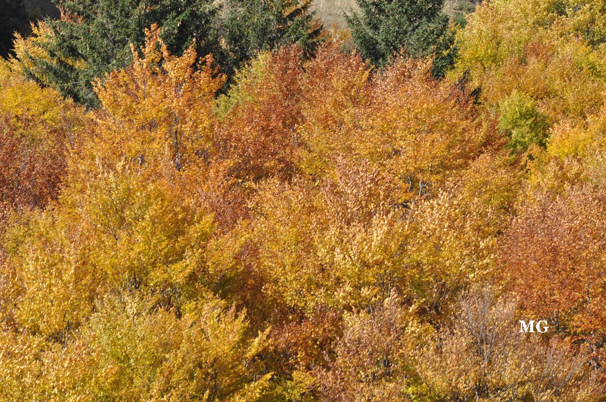 Palettes de couleurs automnale !!!