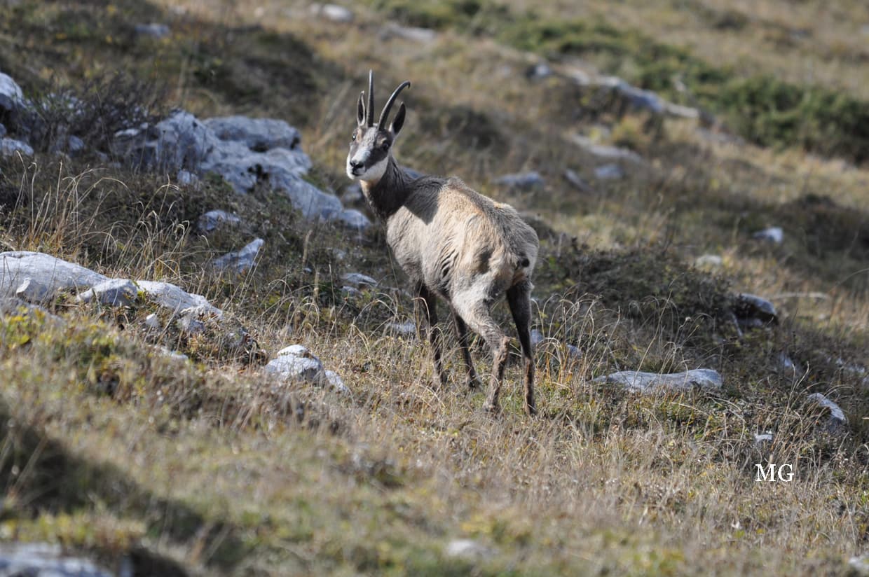 Chamois de Chartreuse !!!