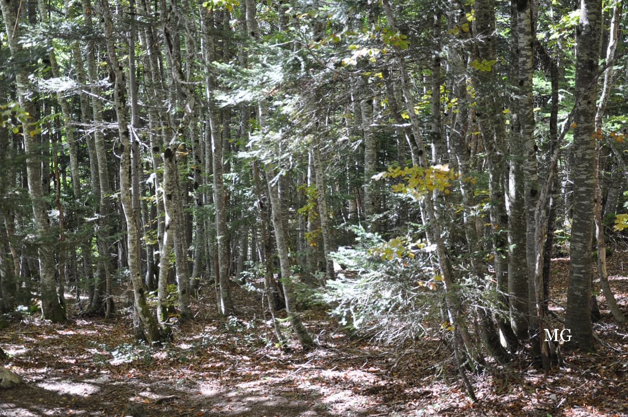 Sous bois dans le massif de la Chartreuse !!!