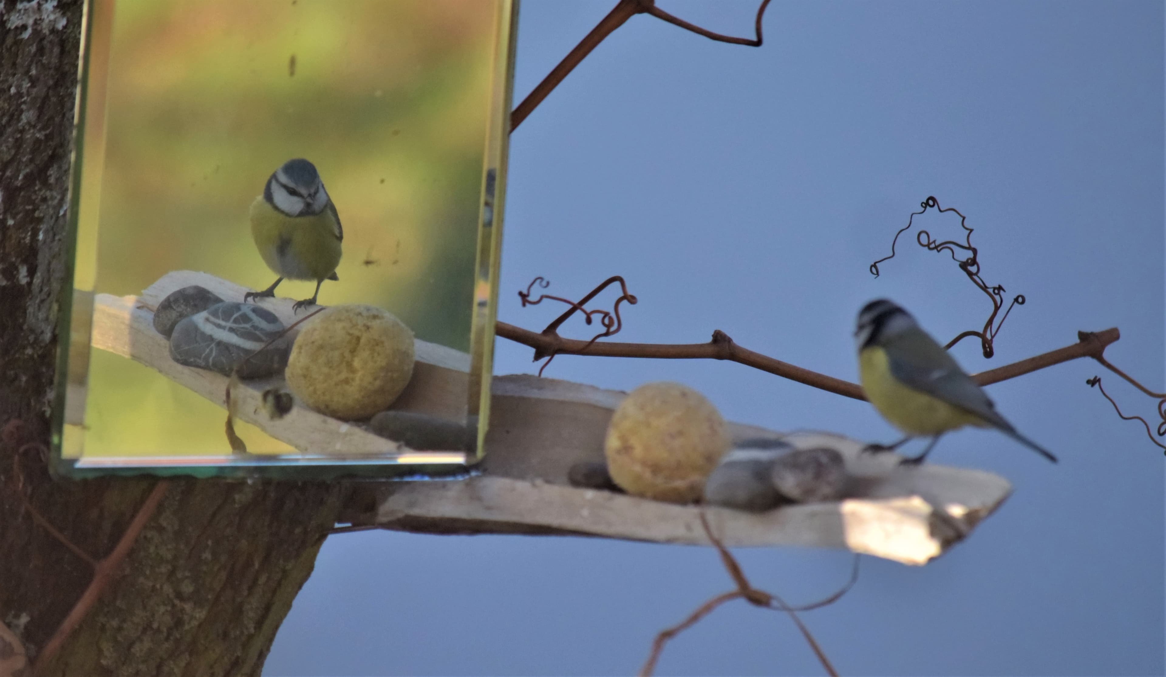 Mésange bleue et ...son double