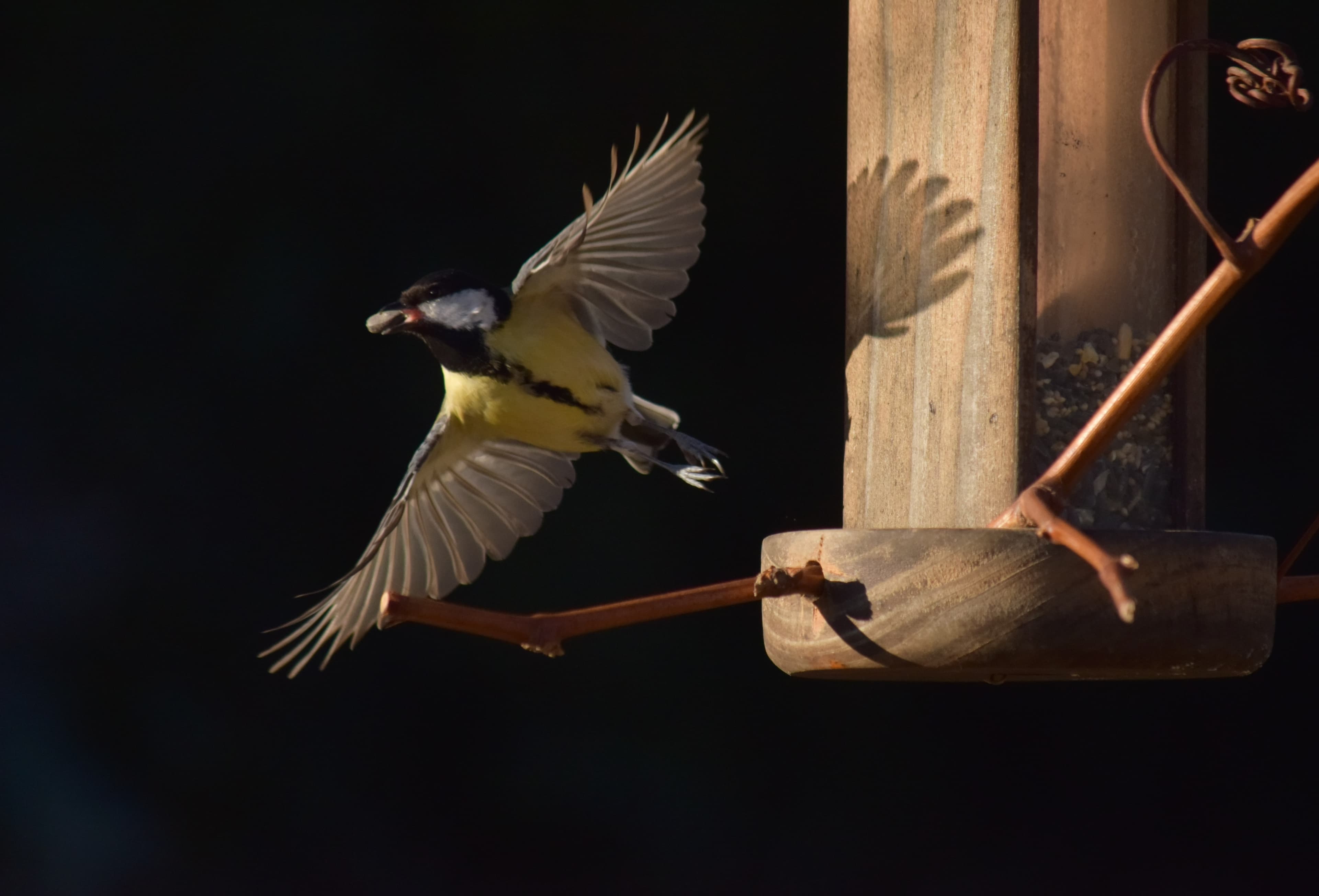 Mésange charbonnière, tournesol au bec et soleil au levant