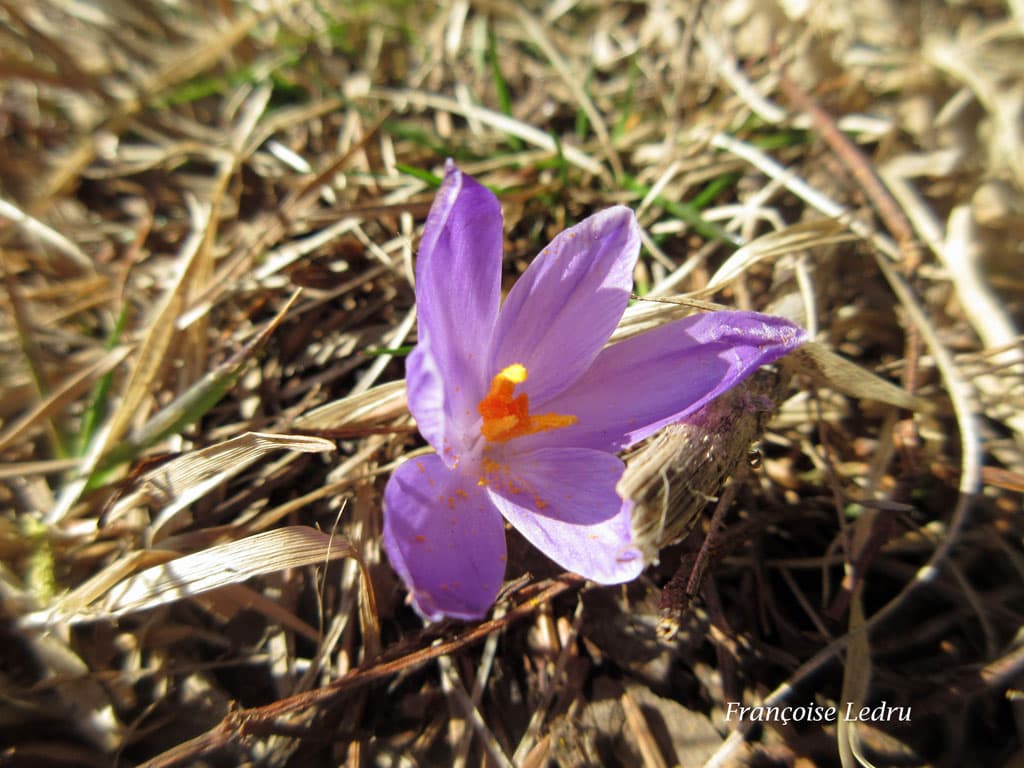 Printemps météorologique - premier crocus