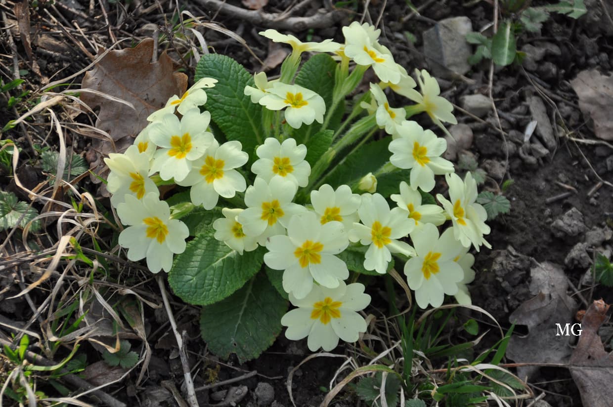Les primevères font le printemps !!!