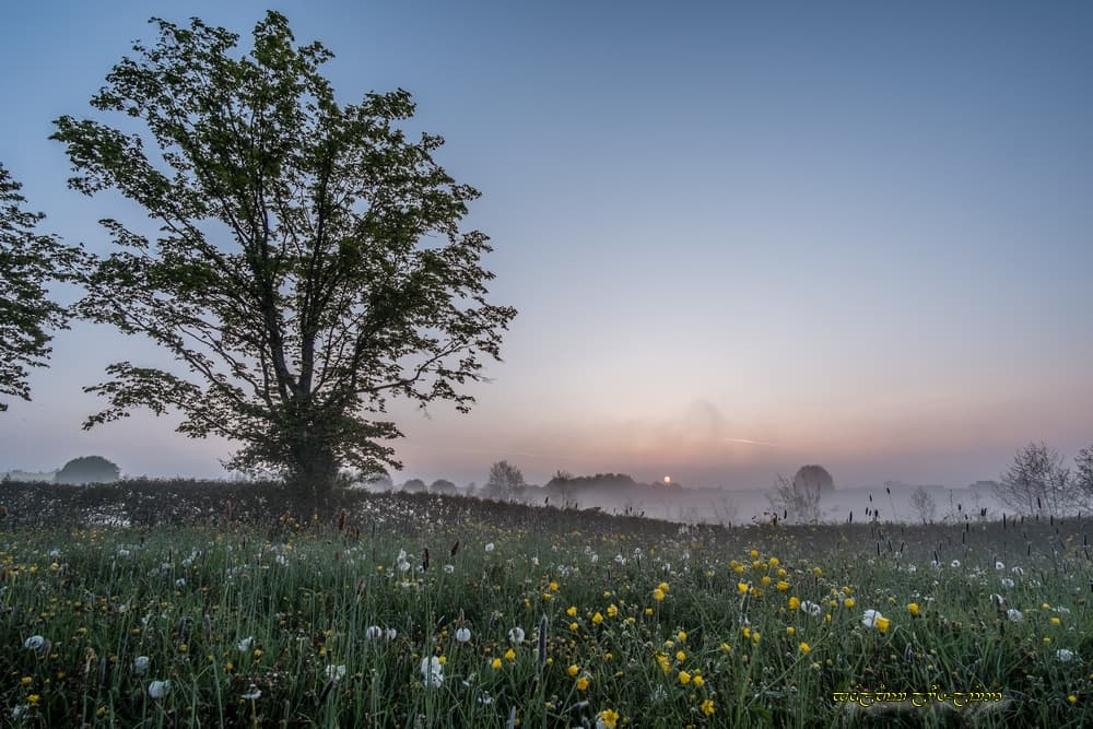 Fleurs de Thiérache