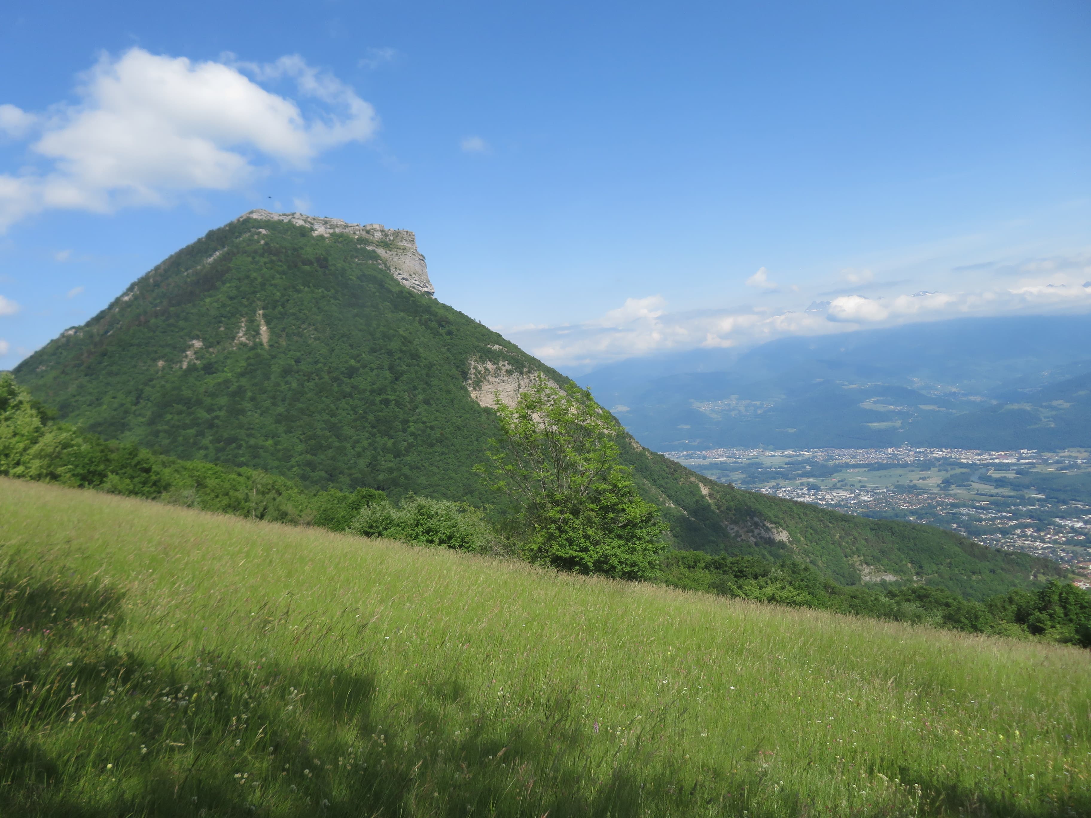 Chartreuse verte