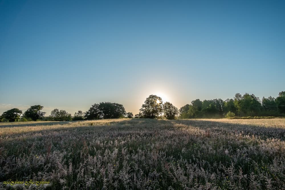 Clarté dans la prairie herbeuse