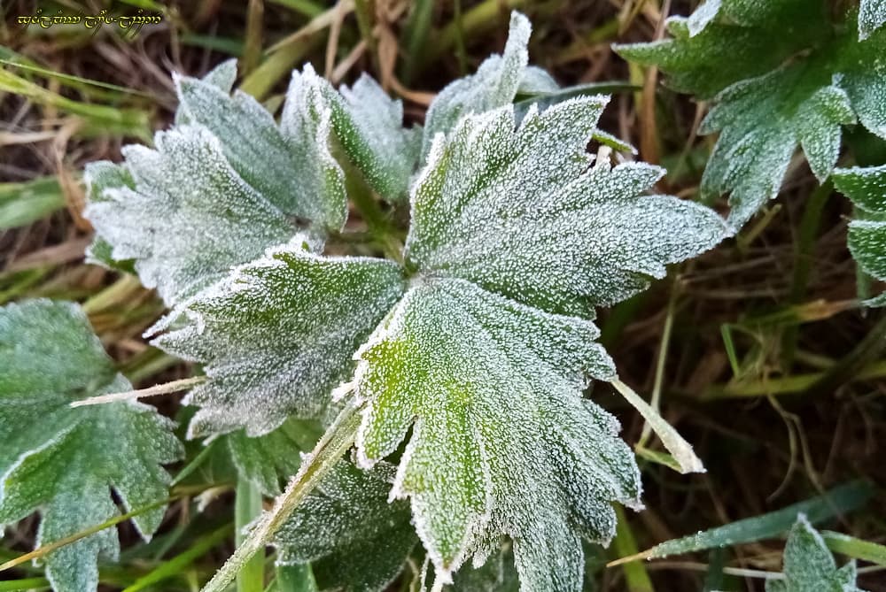 Oh, du givre de juin !