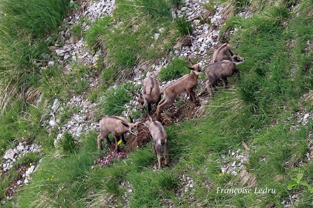 Cabris de chamois
