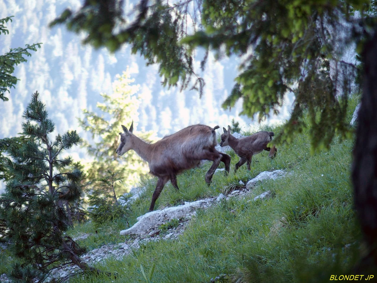 Chamois vers la Dent de Crolles