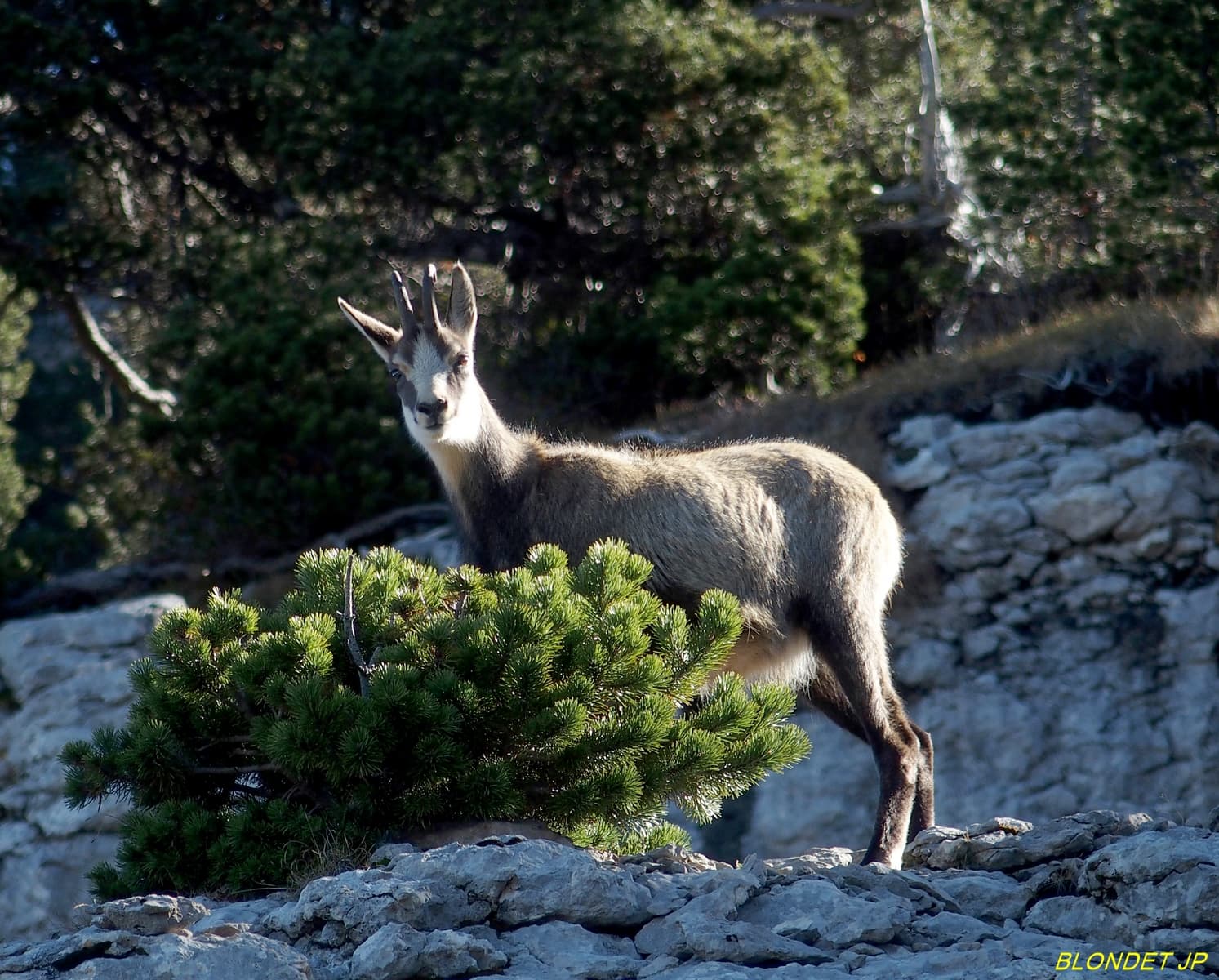 Chamois de la Dent de Crolles