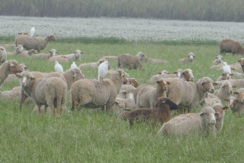 Moutons et aigrettes garzettes