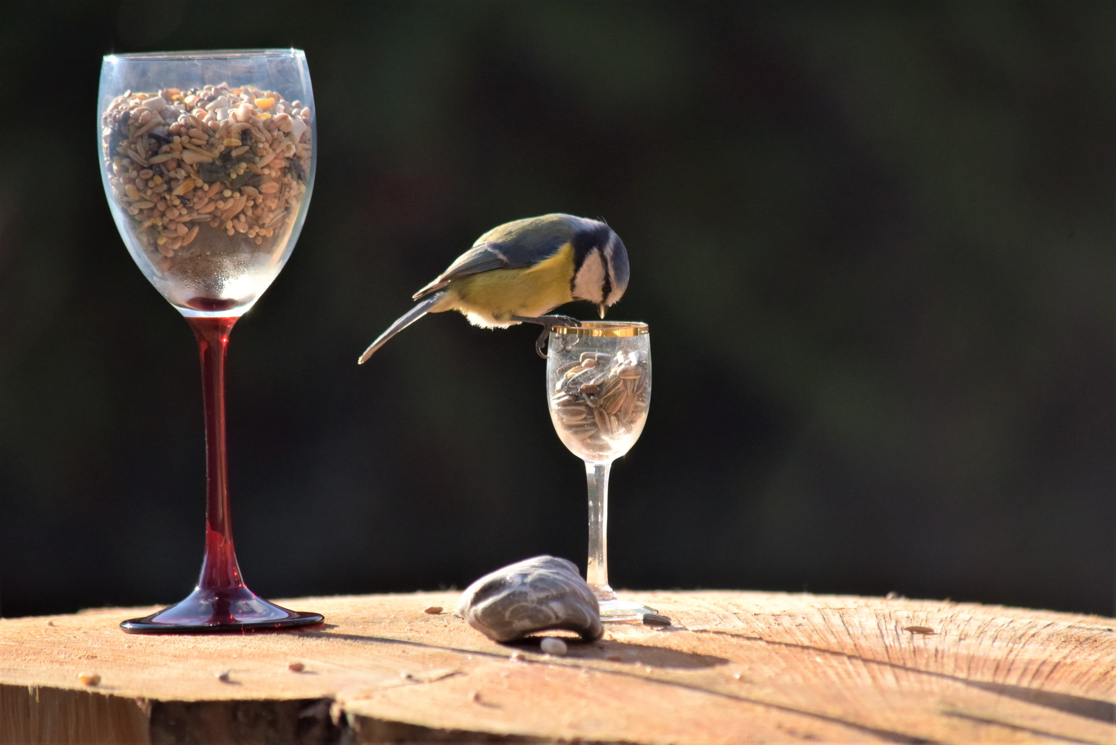 Mésange bleue choyée