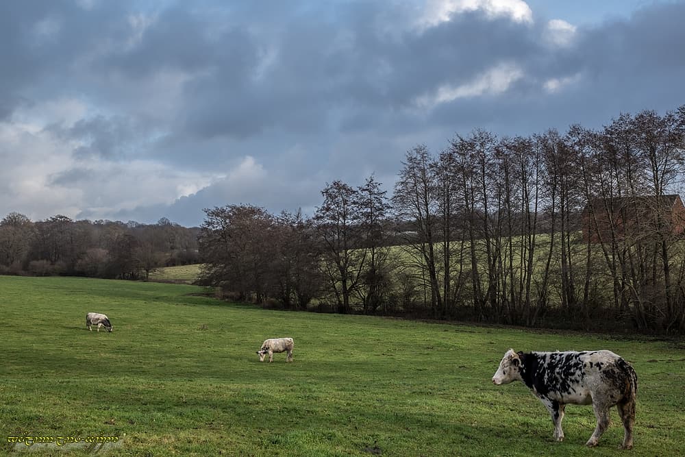 Quelques gouttes avant Noël...