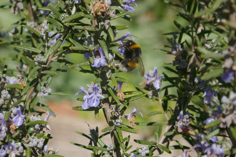 le visiteur des romarins