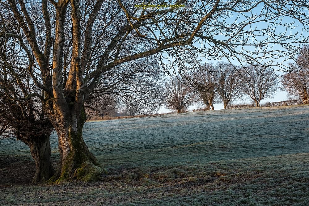 Le vallon des troncs noueux
